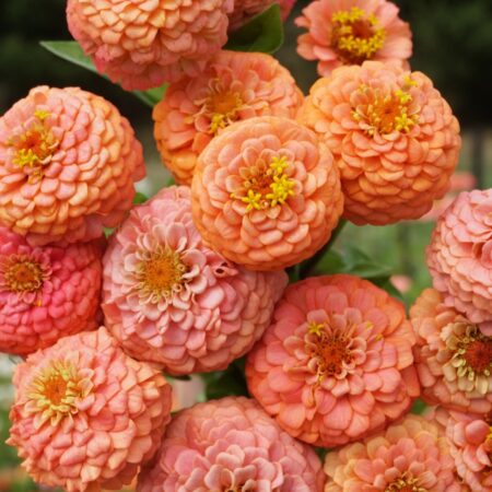 Zinnia elegans - Rézvirág "Oklahoma Salmon" (min 20 szem)