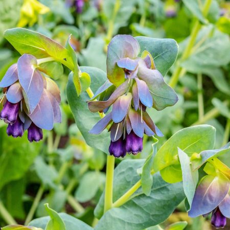 Cerinthe major Purpurascens - Szeplőlapu "Kiwi Blue" (min. 10 szem)