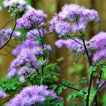 Thalictrum acquilegifolium - Erdei borkóró "Fluffy" (min 20 szem)