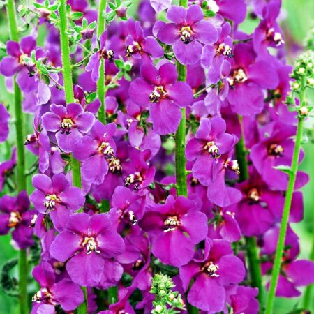 Verbascum phoeniceum - Ökörfarkkóró "Violetta" (min. 30 szem)