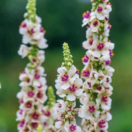Verbascum chaixii f. album - Ökörfarkkóró "Milkshake" (min. 30 szem)