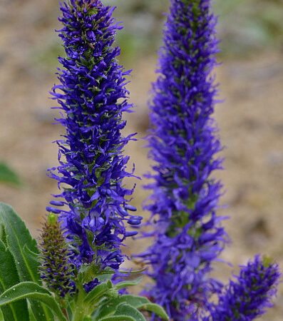Veronica porphyriana - Veronika (min. 40 szem)