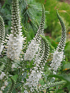 Veronica longifolia - Hosszúlevelű veronika "Alba" (min. 20 szem)