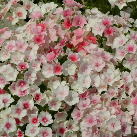 Phlox drummondii - Egynyári flox "Blushing Bride" (min. 20 szem)