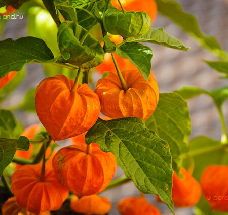 Physalis alkekengi - Lampionvirág (min. 20 szem)