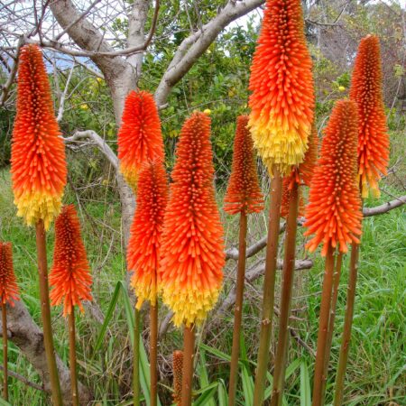 Kniphophia uvaria - Fürtös fáklyaliliom "Royal Castle" (min. 10 szem)
