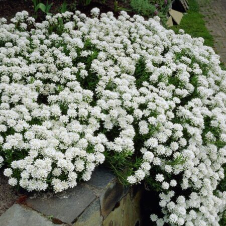 Iberis sempervirens - Örökzöld tatárvirág "Snowflake" (min 10. szem)