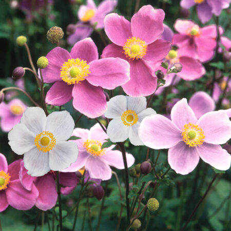 Anemone hupehensis - Japán szellőrózsa "Rose Beauty" (min. 30 szem)