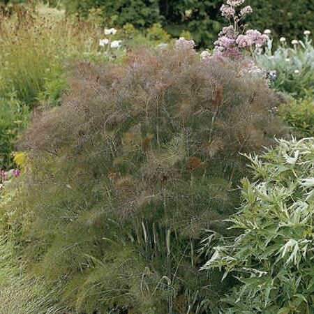 Foeniculum vulgare - Bronz kapor "Purpureum" (min. 30 szem)