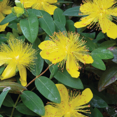 Hypericum calicinum GOLD N.- Bőrlevelű orbáncfű "Rose of Sharon" (min. 20 szem)