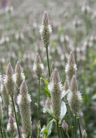 Celosia spicata - Kalászos celózia "Xantippe" (min. 30 szem)