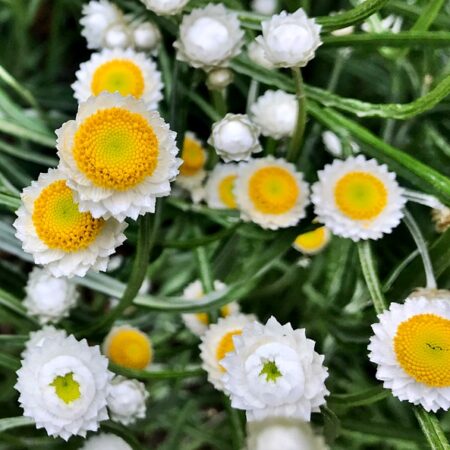 Ammobium alatum grandiflorum - Papírvirág (min. 50 szem)