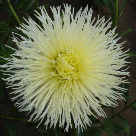 Callistephus chinensis / Aster - Őszirózsa "Octavia" (min 30 szem)
