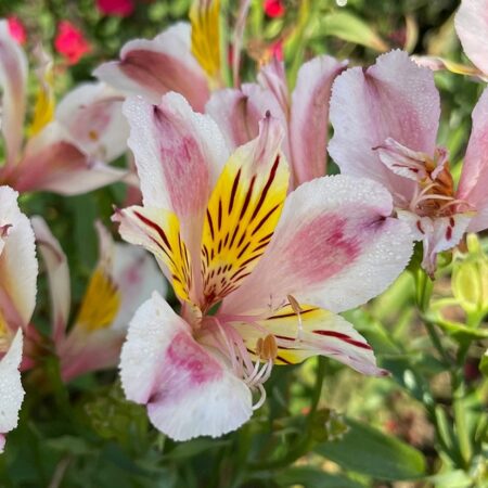 Alstroemeria Light-hybr - Inkaliliom "Candy Dandy" (min 10 szem mag)