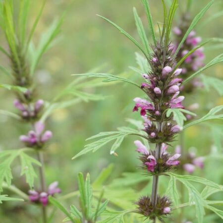 Leonurus sibiricus - Szibériai gyöngyajak (min. 20 szem)