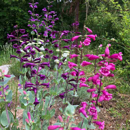 Penstemon grandiflorus GOLD N. - Nagyvirágú bugatölcsér "Prairie J.mix" (min. 10 szem)