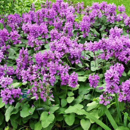 Stachys macrantha - Nagyvirágú tisztesfű (min. 10 szem)