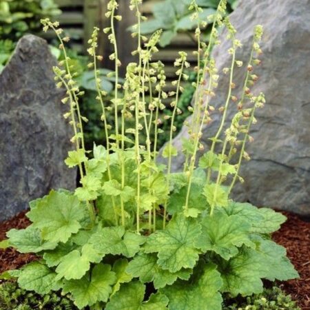 Tellima grandiflora - Csészerojt (1db cserepes palánta)