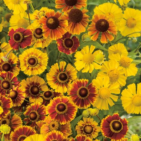 Helenium autumnale - Őszi napfényvirág "Red Gold" (min. 20 szem)