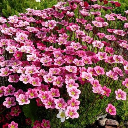 Saxifraga x arendsii - Kőtörőfű "Highlander Rose" (min. 20 szem)