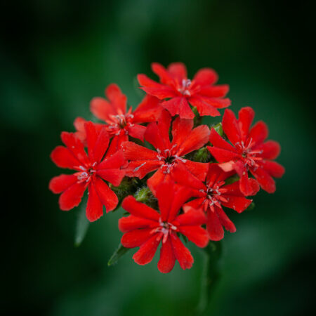 Lychnis chalzedonica - Égőszerelem "Skarlátvörös" (min. 30 szem)