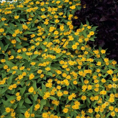 Melampodium paludosum "Showstar" (min. 20 szem)