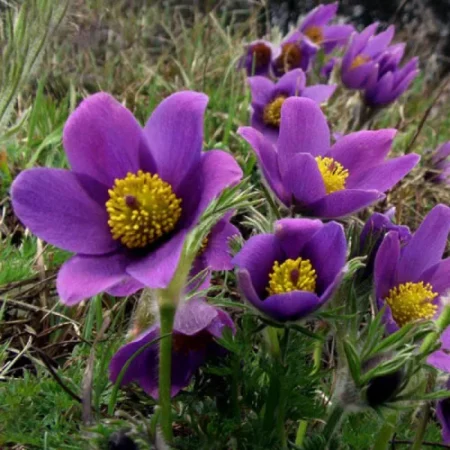 Pulsatilla vulgaris - Nyugati kökörcsin "Violet Bells" (min. 20 szem)