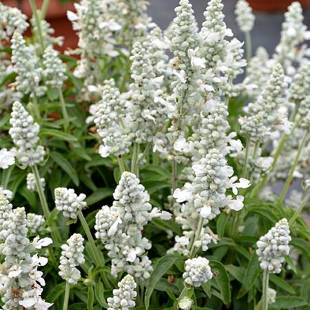 Salvia farinacea - Lisztes zsálya "Evolution White" (min. 10 szem)