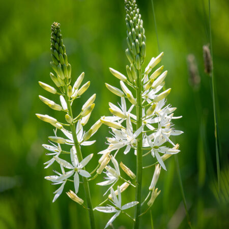 Prérigyertya - Camassia