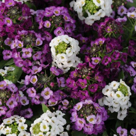 Alyssum maritima - Illatos ternye, mézvirág "Clear Crystal MIX" (min. 20 szem)