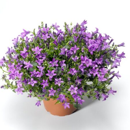 Campanula portenschlagiana - Dalmát harangvirág "kék" (min. 20 szem)