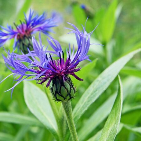 Centaurea montana - Hegyi imola (min 30 szem)