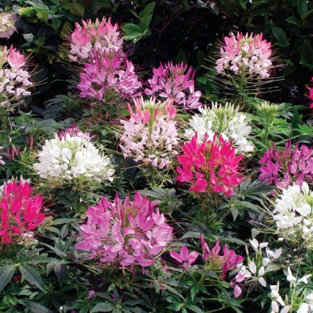 Cleome hassleriana - Kleopátra tűje "Sparkler mix" (min. 20 szem)