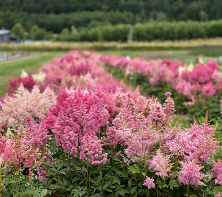 Astilbe arendsii - Kerti tollbuga "Showstar" (min. 20 szem)