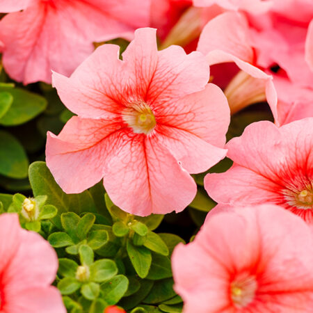 Petunia grandiflora - Kerti petúnia "Limbo Peach" (min. 20 szem)