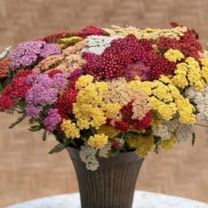 Achillea millefolium - közönséges cickafark "Flowerburst Fruitbowl" (min. 20 szem)
