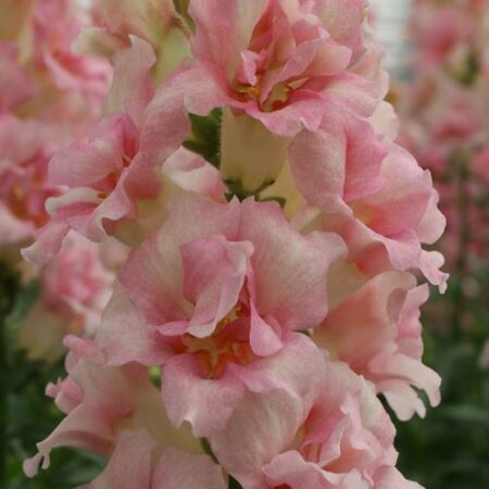 Antirrhinum majus - Tátika "Appleblossom DUPLA" (min 20 szem)