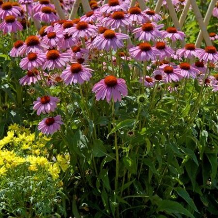 Echinacea purpurea - Kasvirág "Bravado" (min. 20 szem)