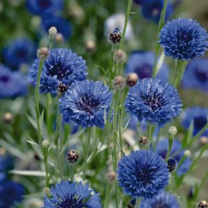 Centaurea - Búzavirág "Viking" (min 30 szem)