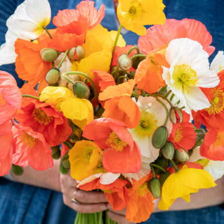 Papaver nudicaule - Izlandi pipacs "Champagne b. MIX" (min. 20 szem)