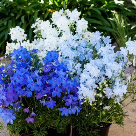 Delphinium grandiflorum - Szibéria szarkaláb "Hunky dory MIX" (min. 20 szem)