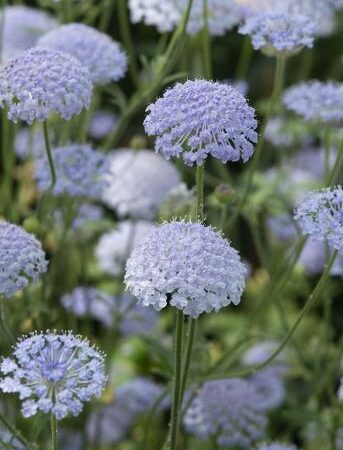 Didiscus caeruleus - Csipkevirág "halványkék"(min. 20 szem)