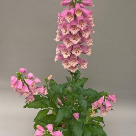 Digitalis purpurea - Gyűszűvirág "Dottie W.Rose" (min. 20 szem)