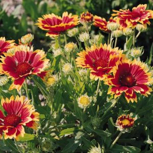 Gaillardia aristata - Kokárdavirág "Kobolt" (min. 20 szem mag)
