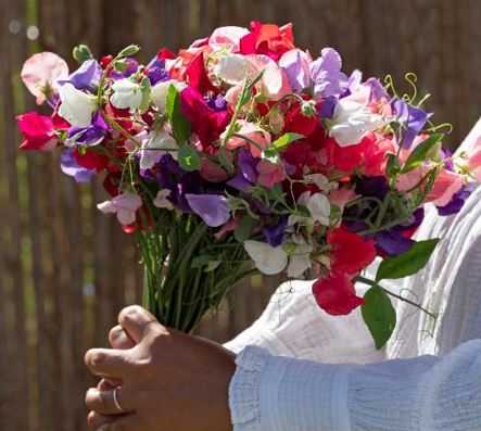 Lathyrus odoratus - Szagos bükköny "King Size MIX" (12 szem)