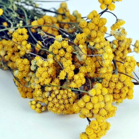 Lonas annua inodora - Lonas cickafark (min. 100 szem)