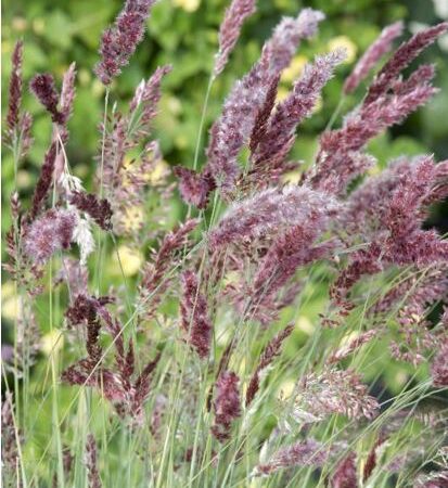 Melinis nerviglumis - Rubinfű "Karoo Queen" (min. 20 szem)