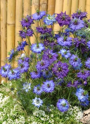Nigella damascena - Borzaskata "Moody Blues" (min. 30 szem)