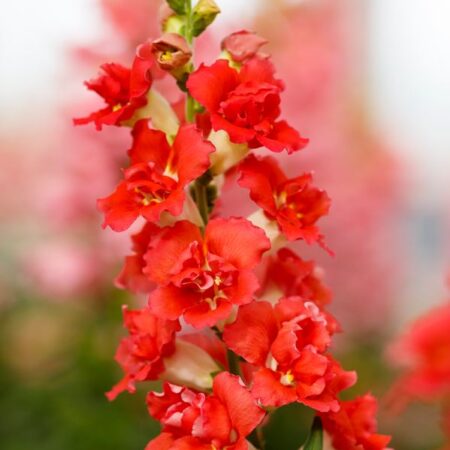 Antirrhinum majus - Tátika "Orange bicolor DUPLA" (min 20 szem)