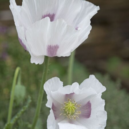 Papaver somniferum - Díszmák "Bread Seed Poppy" (min. 50 szem)